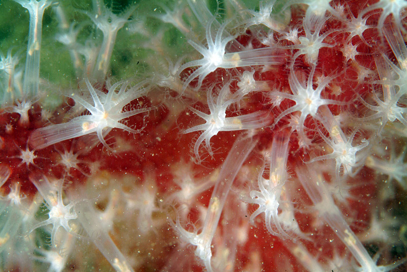 Alcyonium palmatum